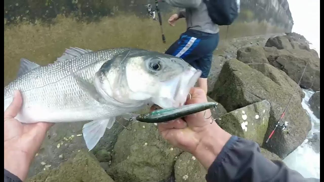 Pêche du bar fin juillet 2019 : Un gros bar pour son premier lancé !