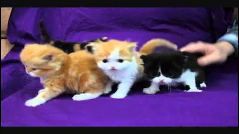Video 10378691: persian kittens cattery