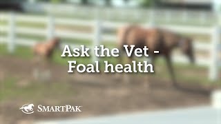Ask the Vet - Foal health