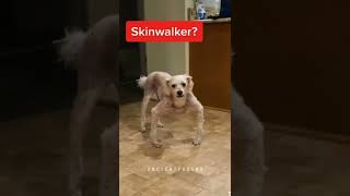 Skinwalker 😐?? #shorts #scary #skinwalkers screenshot 5
