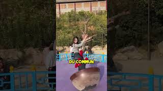 La Magnifique Danse Chinoise