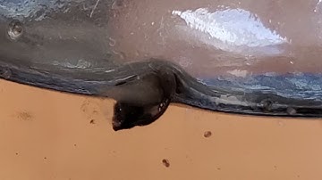 Snails and the Biotic Index