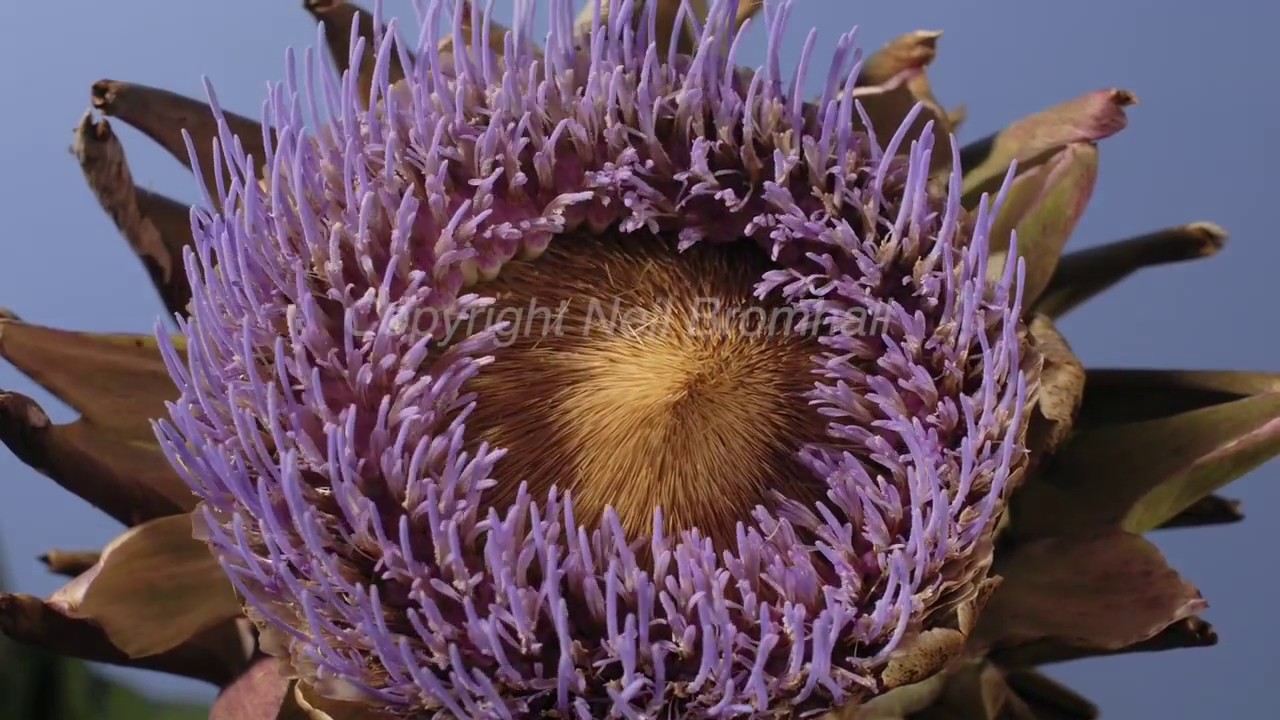 Chelsea Flower Show title time lapse