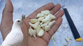 Method of serving garlic for pigeons