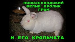 Новозеландский Белый Кролик (НЗБ) Гром и его крольчата