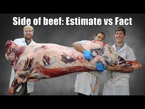 Video: Får kyr fôret kjøtt?