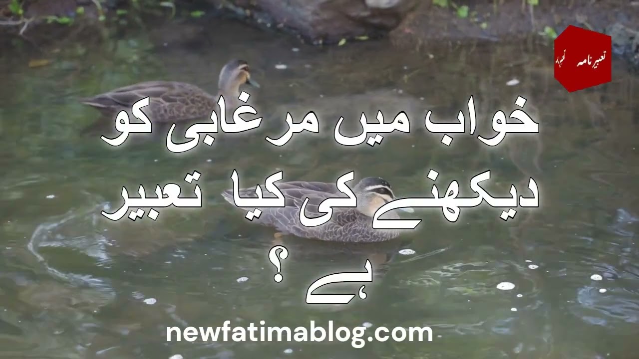 خواب میں مرغابی کو دیکھنے کی کیا  تعبیر ہے ؟ |Khwab mein murghabi ko dekhna |Dream of wild duck