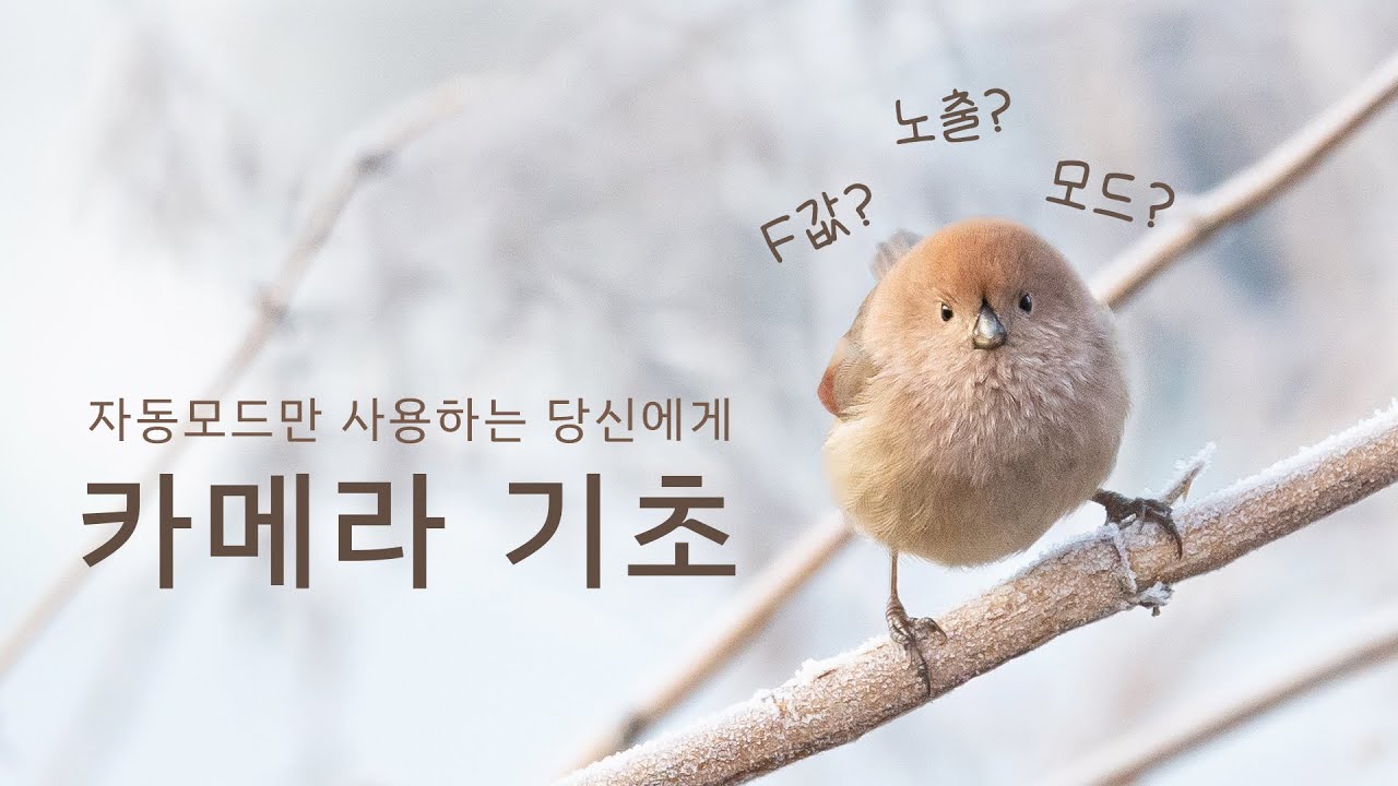카메라 입문자, AUTO 애호가 맞춤 영상! 카메라 세팅, 노출의 3요소, 조류 촬영 입문