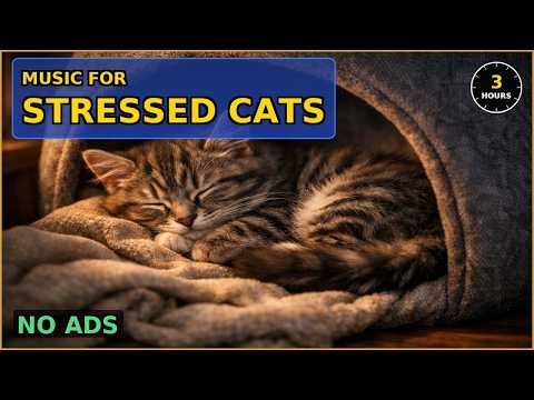 🔴 LIVE 24/7 Music for Stressed Cats | Quiet Recovery Den — Sleep & Anxiety Relief