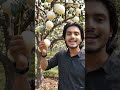 Rasgulla 🌴