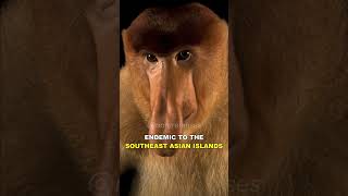 Proboscis Monkey | The Long Nosed Monkey