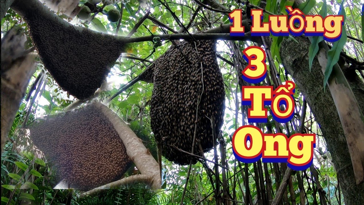Nay Tiến  Bị Chủ Vườn Hung Hăng Chửi Tới Tấp Không Biết Lí Do | Catch 3 Common Beehives 1 Garden.