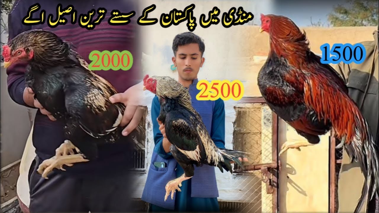 Lalukhet mandi main sasty aseel agy // mandi main high quality aseel  agy // salo pet house