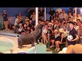 新屋島水族館アシカステージ の動画、YouTube動画。
