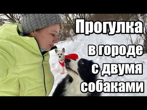 Как гулять с собакой. Показываю на своём примере с ДВУМЯ собаками