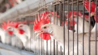 Overview of Zoonotic Diseases
