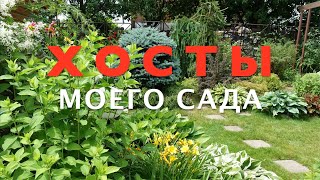 ХОСТЫ  моего  сада