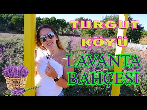 Seferihisar'ın Bilinmeyen Lavanta Bahçesi