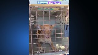 Residents call for stronger enforcement as stray dog problem grows