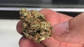Revolution 4 Kings Review