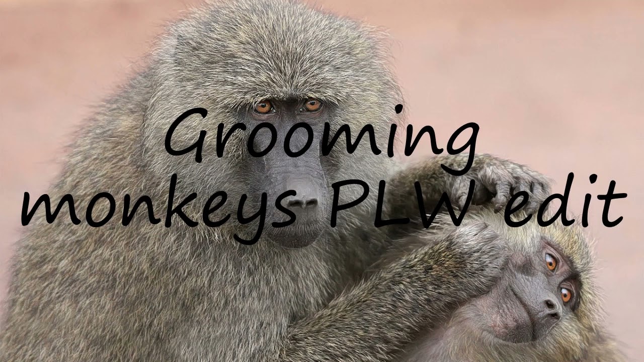 How to pronounce Grooming monkeys PLW edit in English?