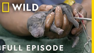 Performing a Doberman Csection (Full Episode) | Critter Fixers: Country Vets