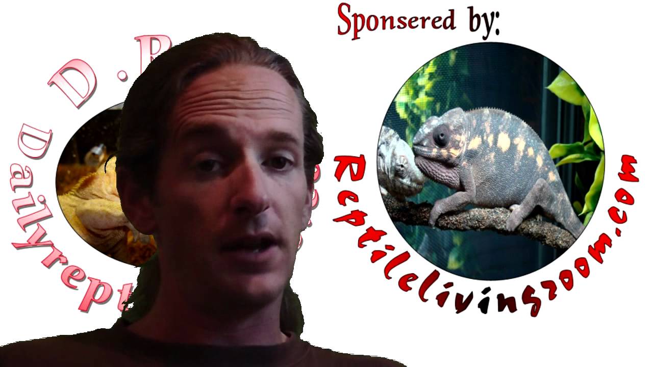 burmese to english Reptile News: 1/3 increase in Alligator hunting applications.