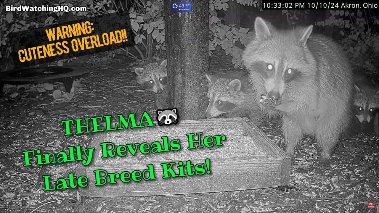 THELMA 🦝 Finally Reveals Her Late Breed Kits @BWHQ - 10.10.24