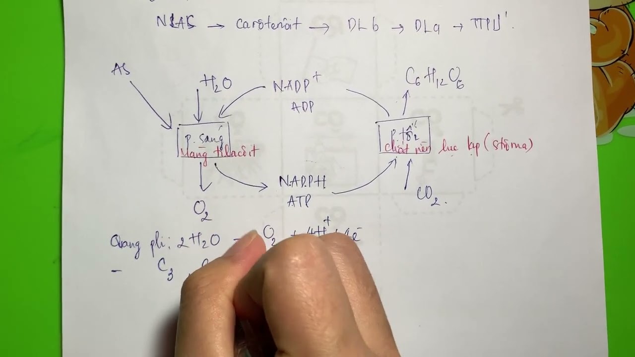 TỔNG ÔN SINH 11 - TNTHPTQG - QUANG HỢP Ở THỰC VẬT