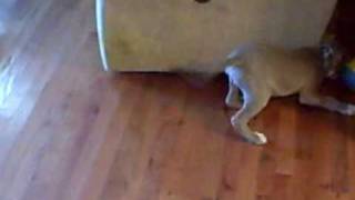 My Blue Pit Bull At 3 Months