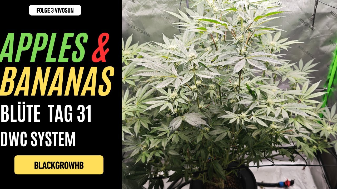 Apples and bananas x SBSE Blüte Tag 31 im Vivosun SGS