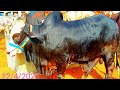 Nothren by pass mandi ke updete 12/4/2026