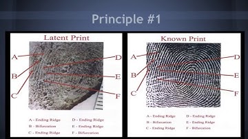 Fundamental Principles - Of Fingerprinting-Online Education