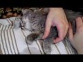 Молодая сибирская кошка тащится