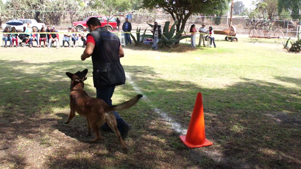 Competencia de perro de proteccion federacion canofila mexicana