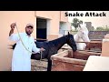 Snake Attack On My Horse