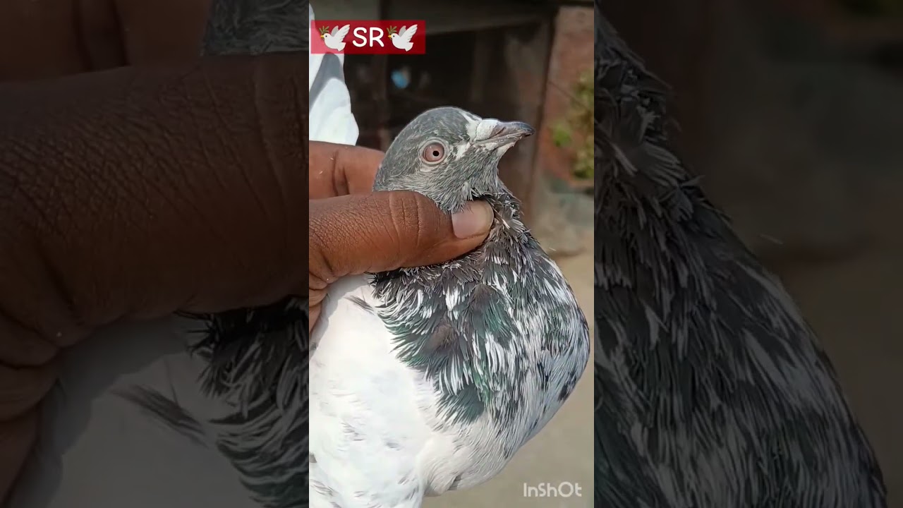#pigeon