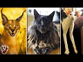 7 Gatos Más CAROS y RAROS Del Mundo