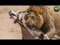 أسود الصحراء في مواجهة فرائسها أشرس عملية صيد في ناميبيا البرية وثائقي عن الحيوانات