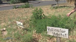 Heart of Lubbock Community Garden open, in need of volunteers