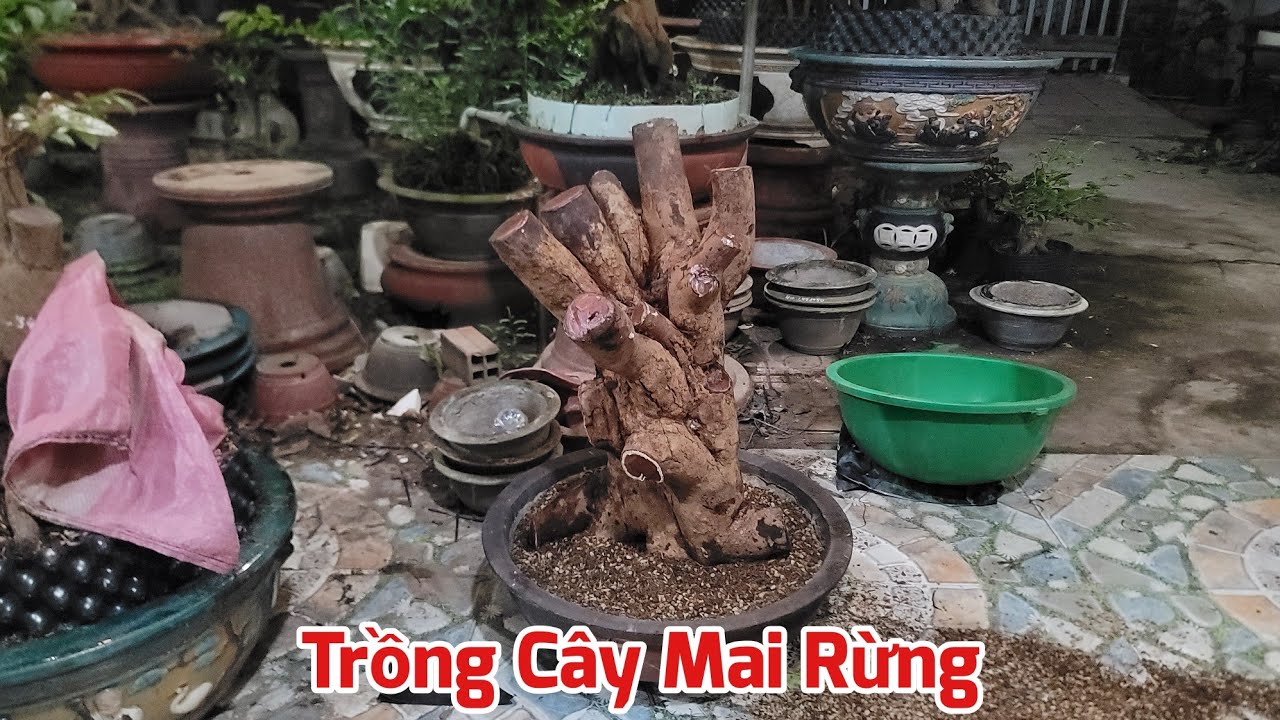 Cách Trồng Cây Mai Rừng