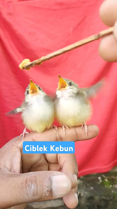 Ciblek Kebun #birds #ciblek #kicaumania