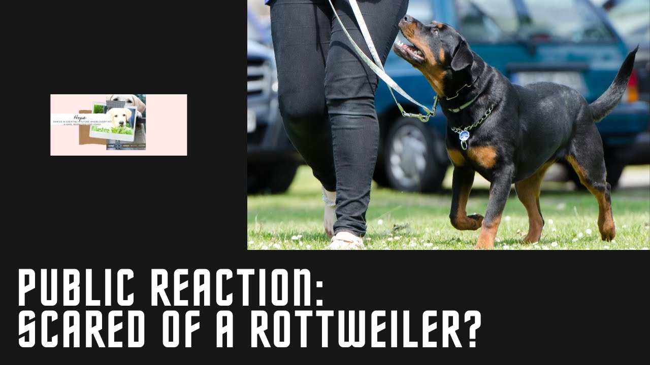 Scared Rottweiler Public Reaction Scared of a Rottweiler? - YouTube