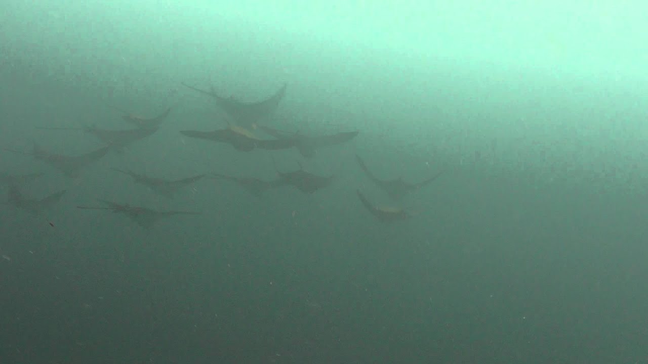 ＧＯＬＤＥＮ　ＣＯＷＲＡＹとＥＡＧＬＥ　ＲＡＹ