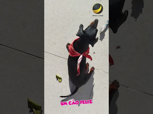 Treino desde pequenino🐾