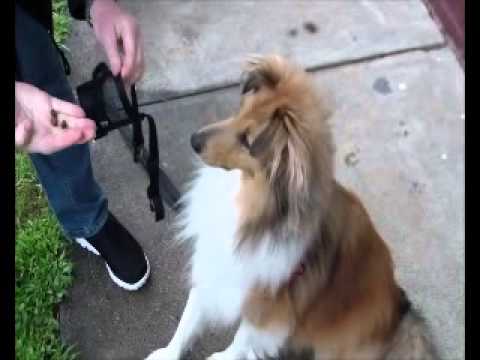 Classical Conditioning for Dogs 1