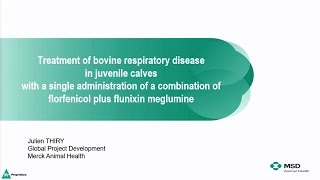 Treatment of bovine respiratory disease in juvenile calves