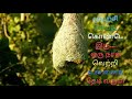 இனிய காலை வணக்கம் | Good Morning Motivational WhatsApp Status🌼🌻🌸