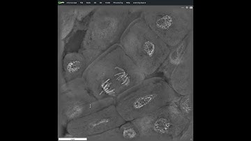 Science in School: Measuring Cells in STEVE - a 3D Cell Visualization Tool