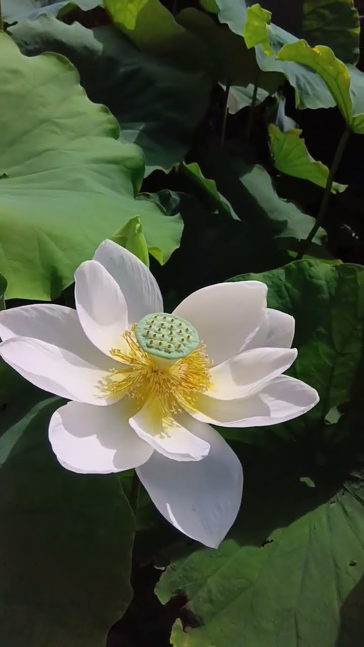 7月18日 白、開花3日目 #garden #plants #gardening #蓮 #団地